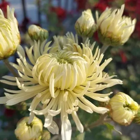 квартири централ *