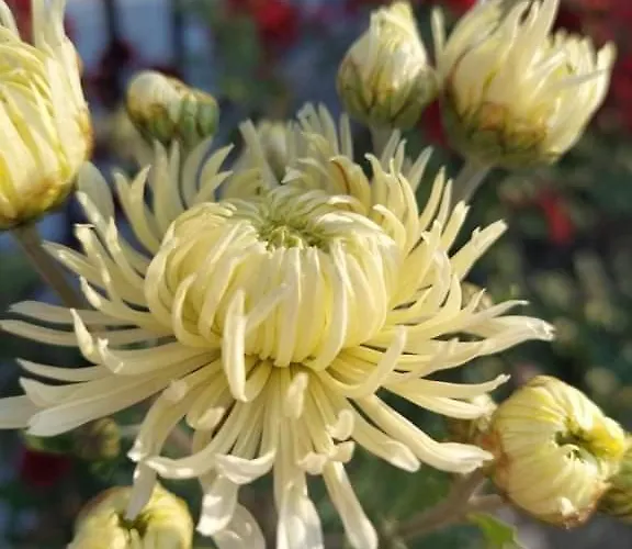 квартири централ *