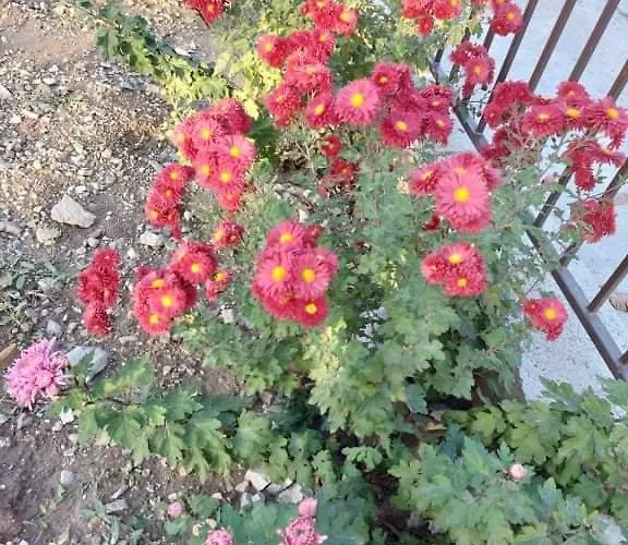 квартири централ